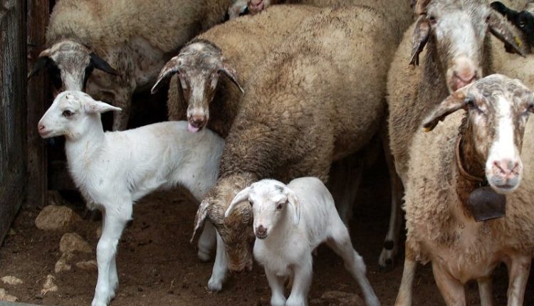 Συνολικά-μέχρι-σήμερα-έχουν-επιβεβαιωθεί-13-κρούσματα-αφθώδους-πυρετού-στη-Λέσβο