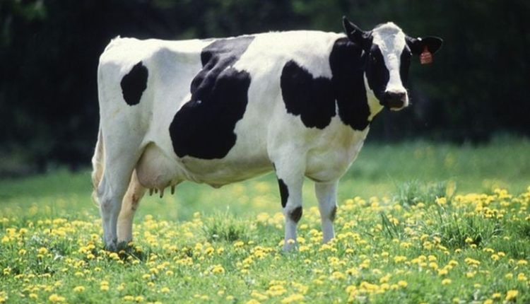 Συναγερμός-στη-Λέσβο-με-πέντε-επιβεβαιωμένα-κρούσματα-αφθώδους-πυρετού